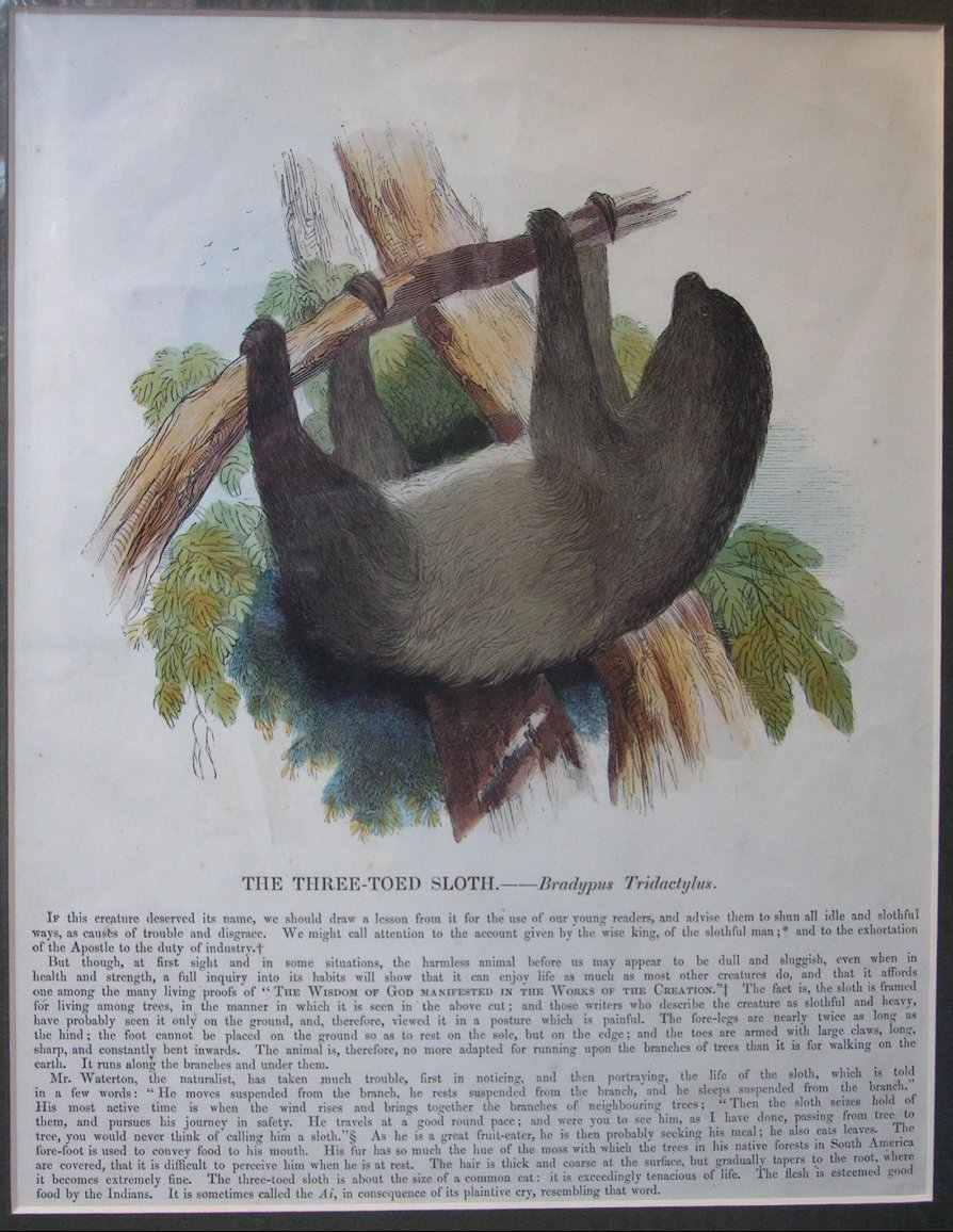 Wood - The Three-Toed Sloth. - Bradypus Tridactylus.