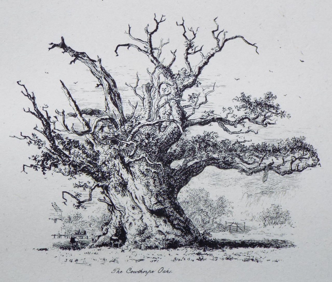 Etching - The Cowthorpe Oak. - Strutt