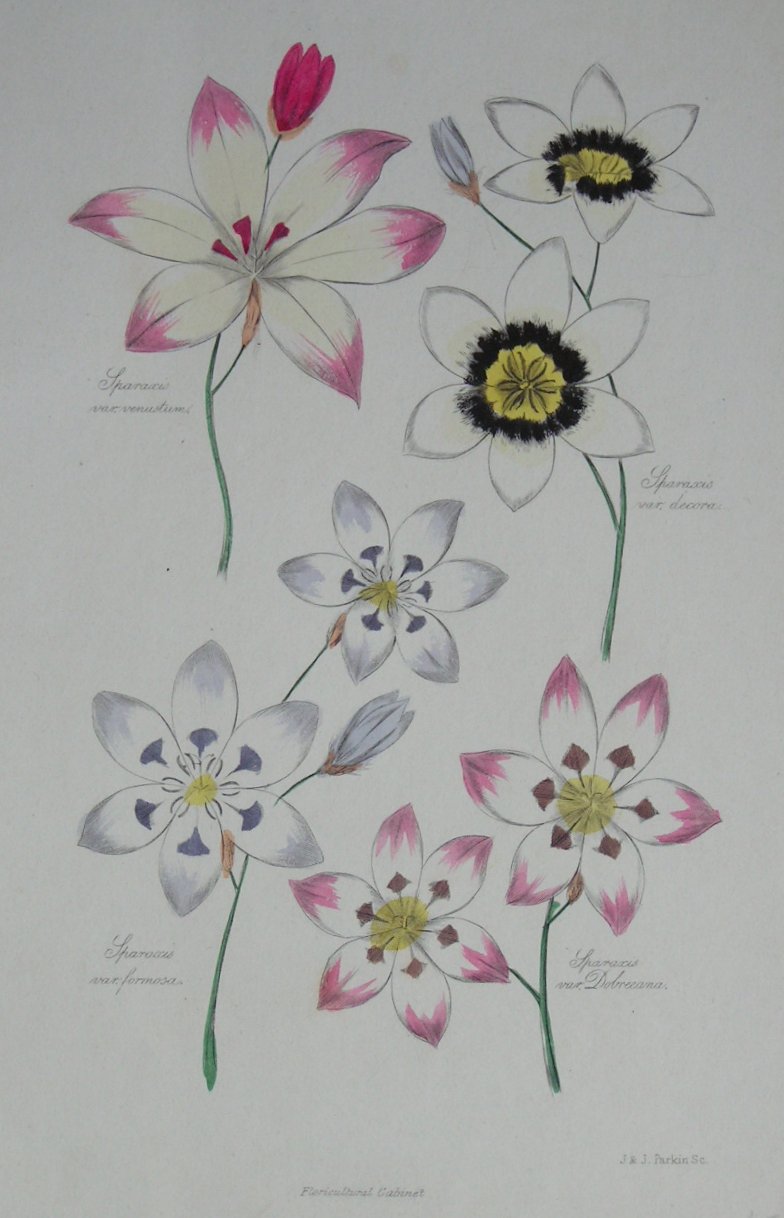 Lithograph - Sporaxis (4 varieties)