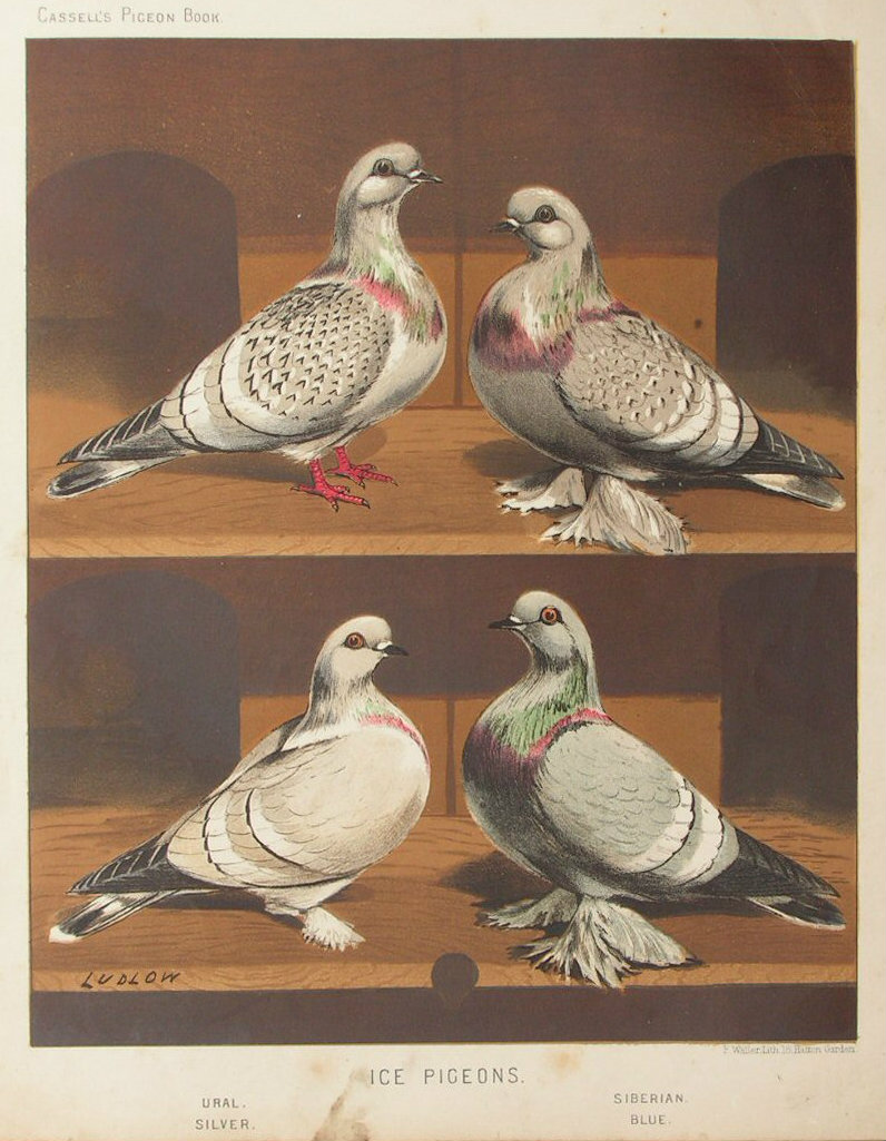 Chromolithograph - Ice Pigeons. Ural, Siberian, Silver, Blue