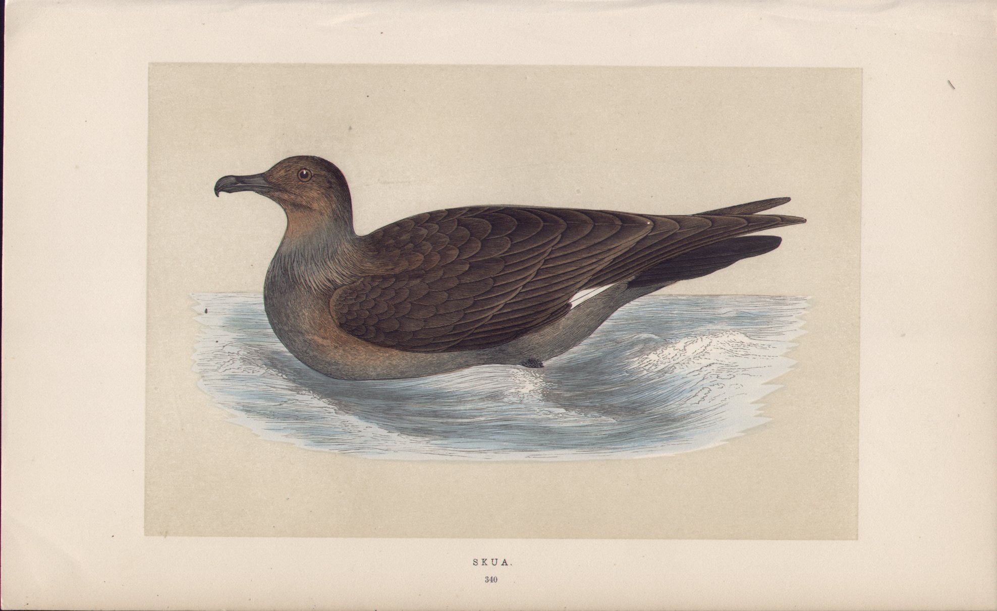 Wood - Skua - Fawcett