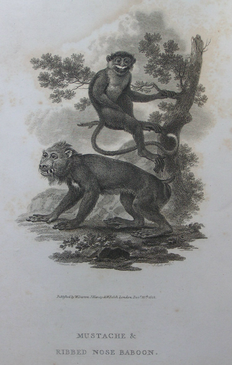 Print - Mustache & Ribbed Nose Baboon - Tookey
