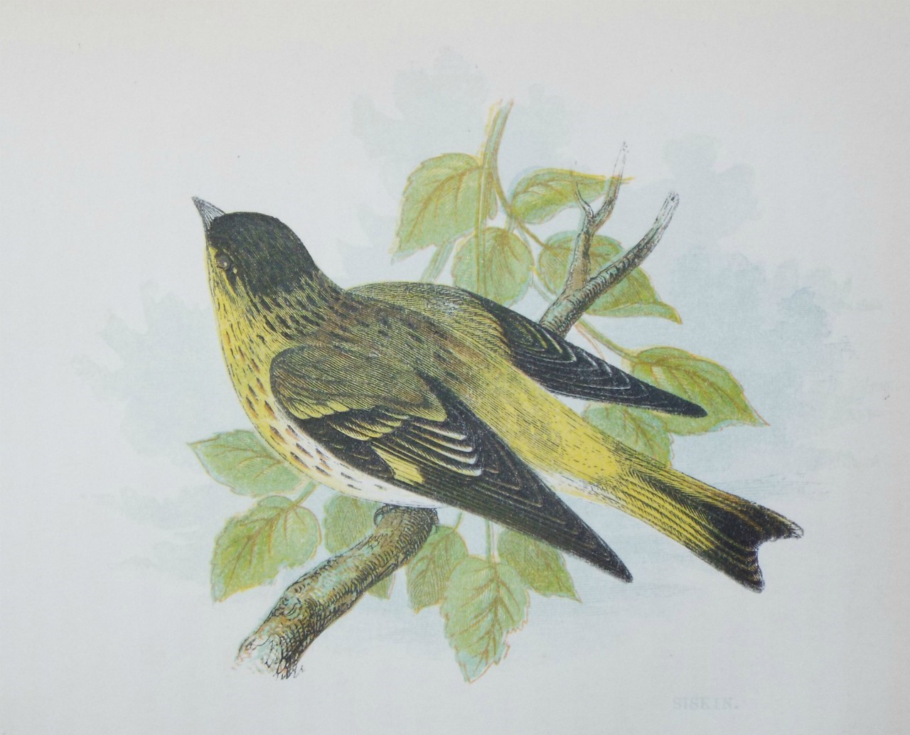 Chromo-lithograph - Siskin.