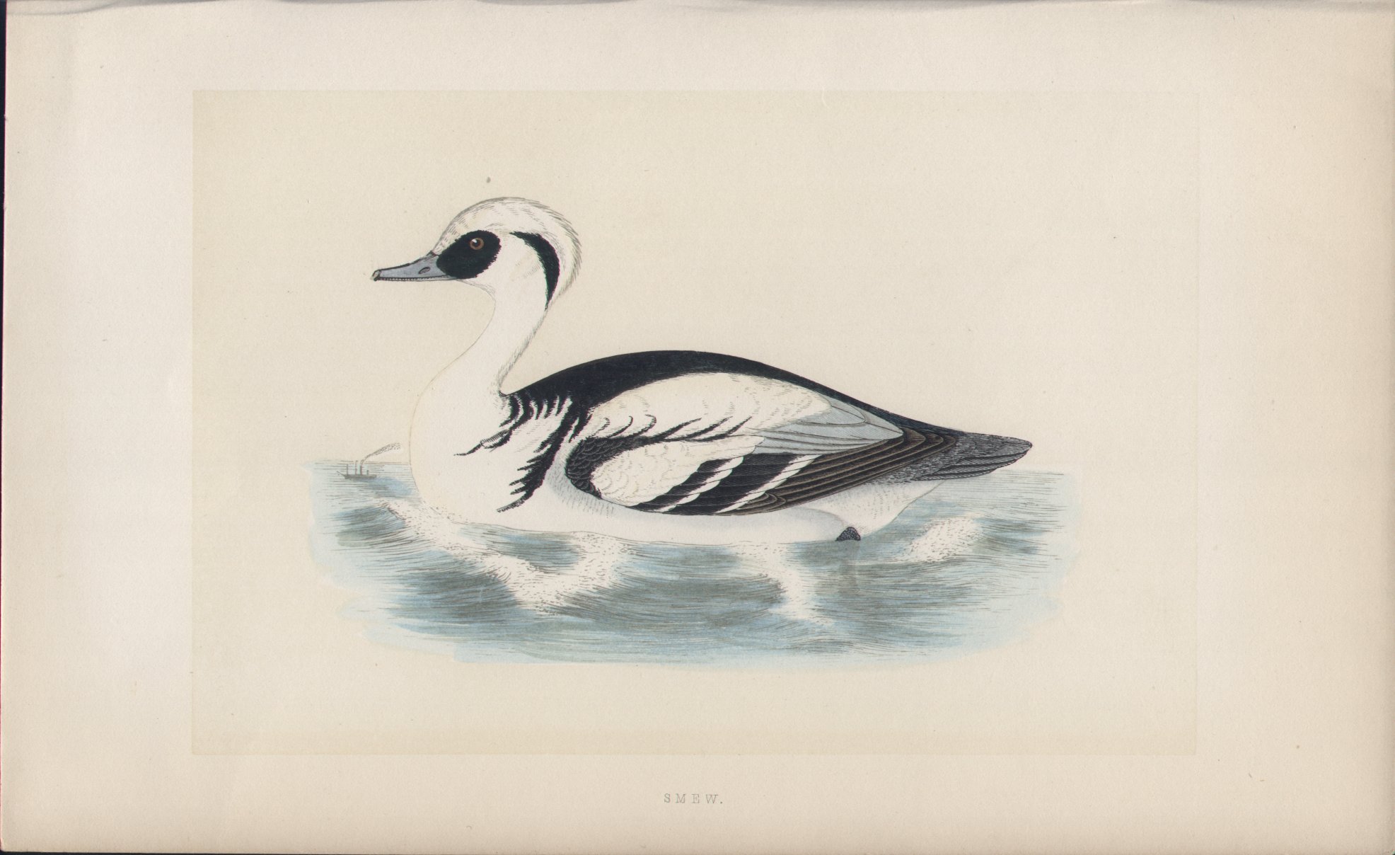 Wood - Smew - Fawcett