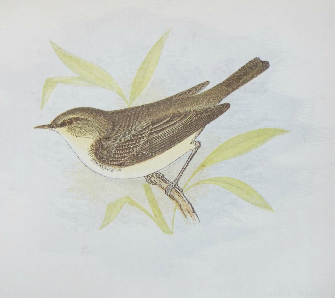 Chromo-lithograph - Willow Wren.