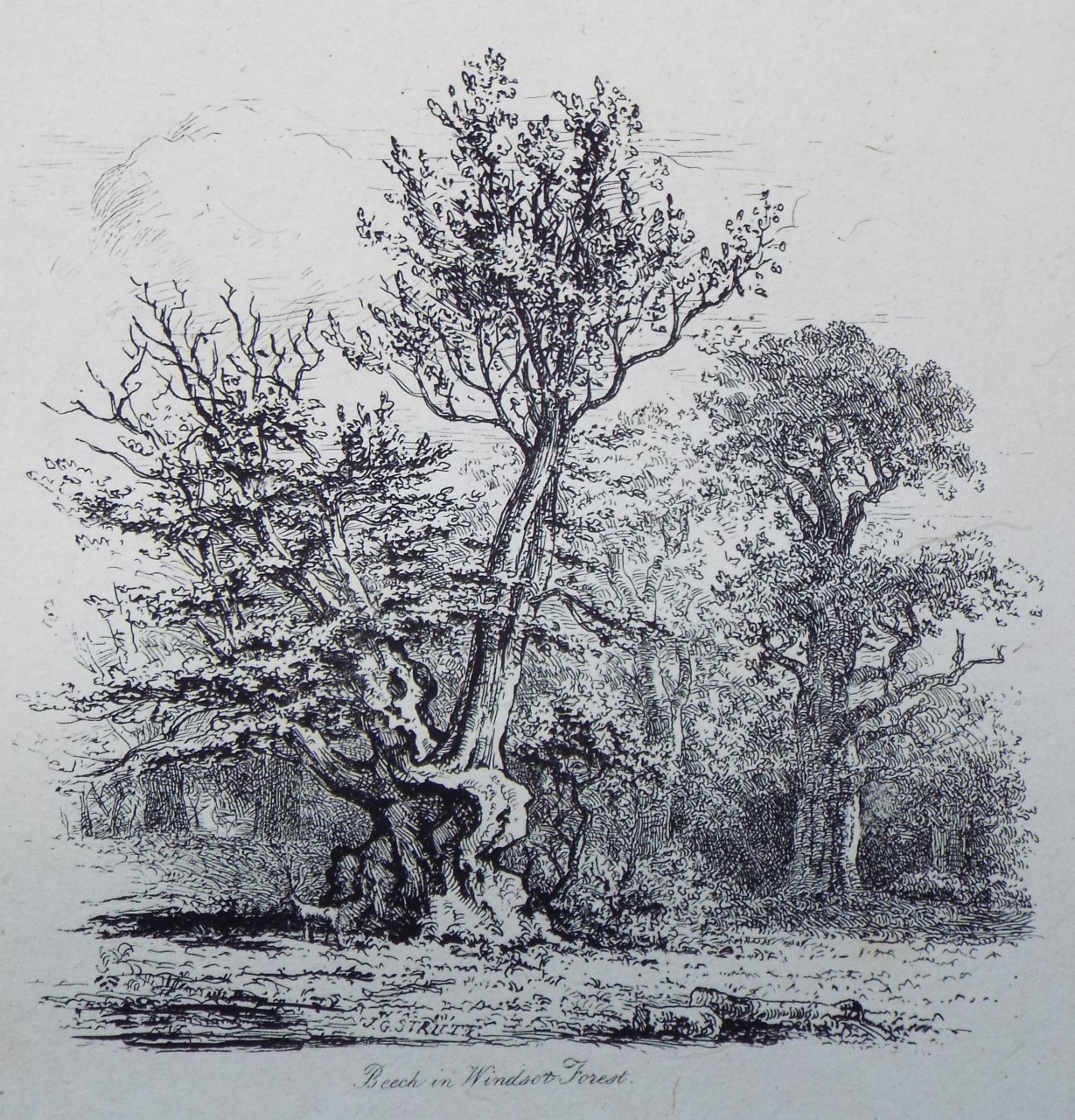 Etching - Beech in Windsor Forest. - Strutt