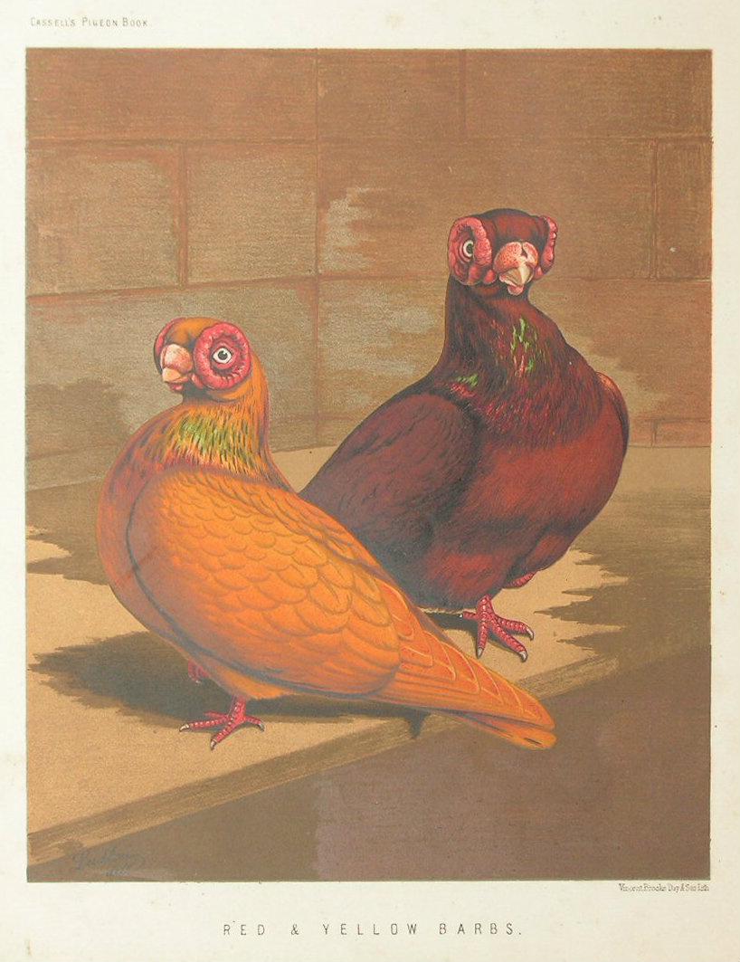 Chromolithograph - Red & Yellow Barbs
