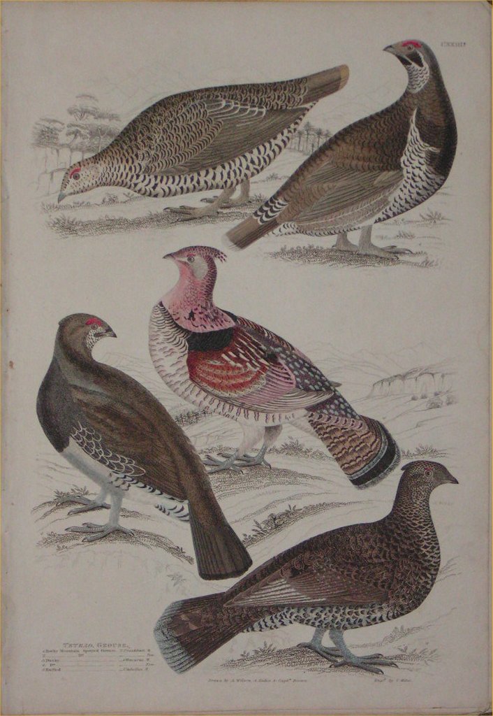 Print - 123? Tetrao, Grouse - Milne