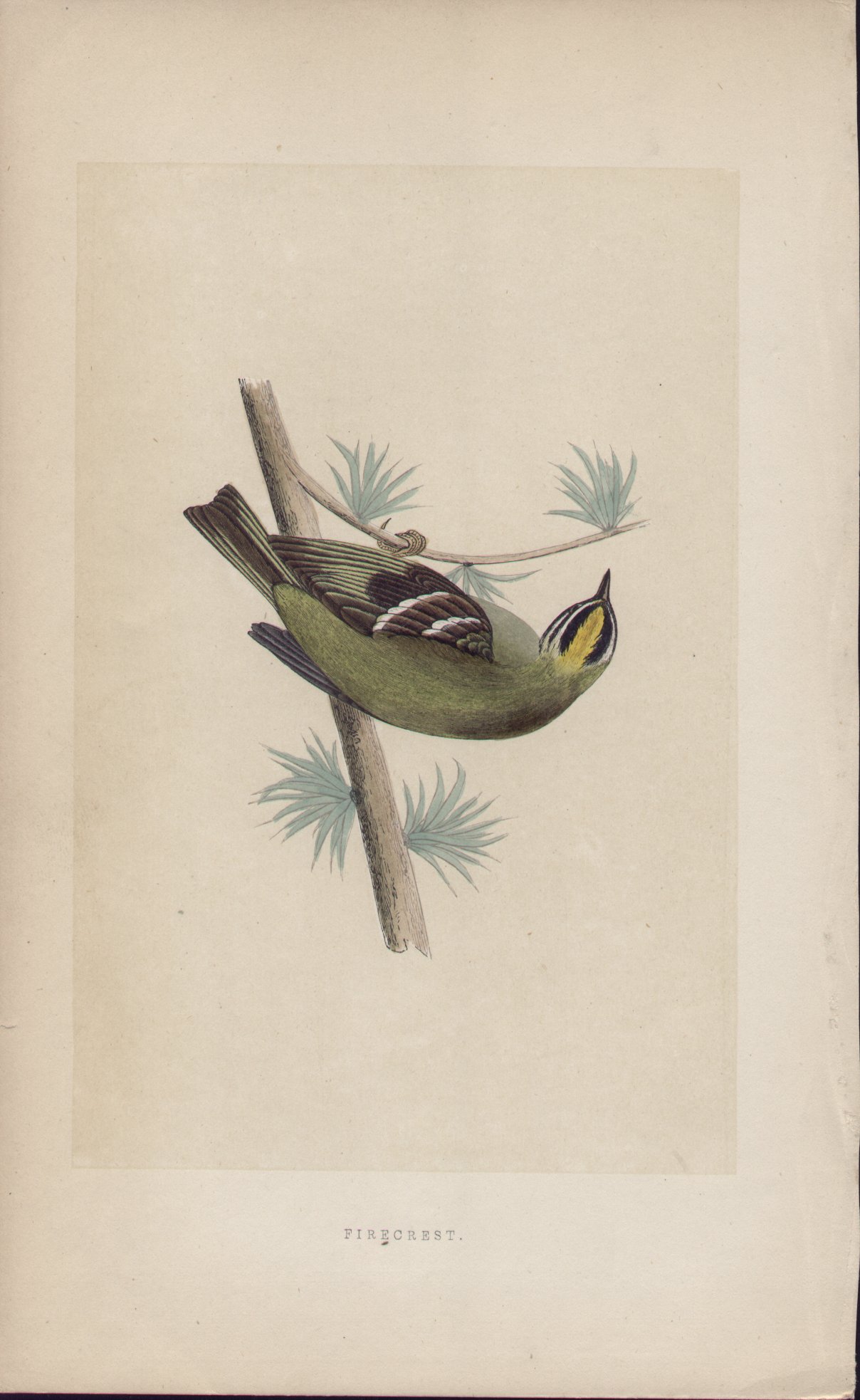 Wood - Firecrest - Fawcett