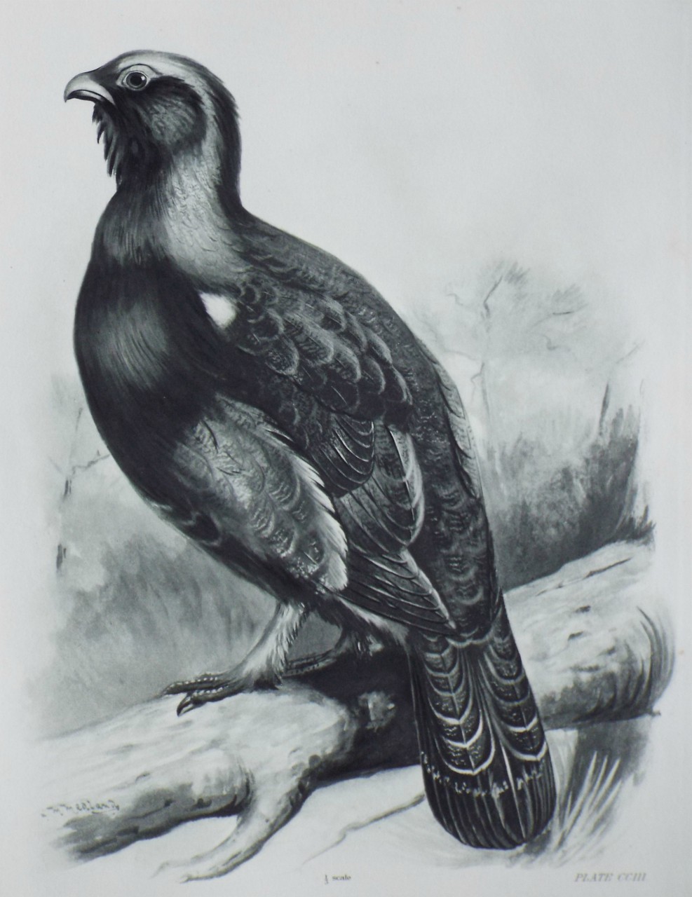 Gravure - Black Grouse