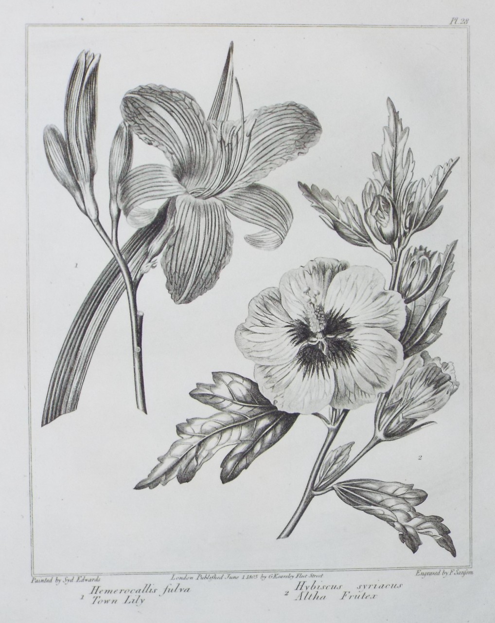 Print - 1 Hemerocallis fulva Town Lily | 2 Hibiscus syriacus Altha Frutex - Sansom