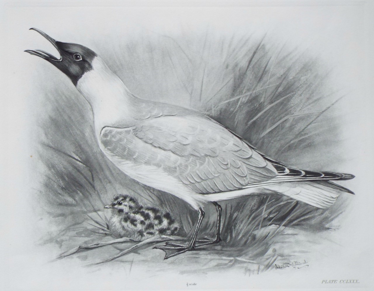 Gravure - Blackheaded Gull