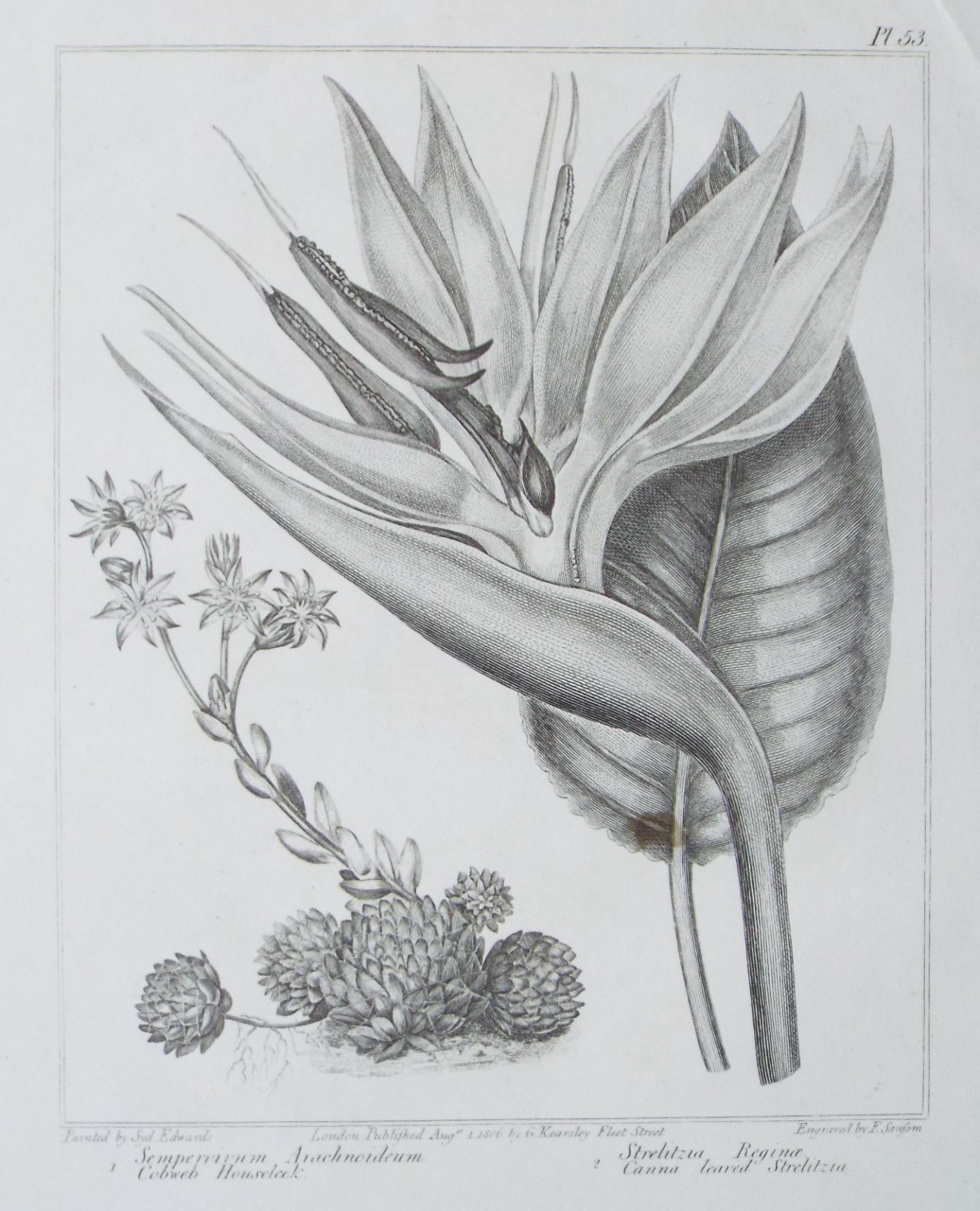 Print - 1 Sempervivum Arachnoideum. Cobweb Houseleek. | 2 Strelitzia Reginae. Canna leaved Strelitzia. - Sansom