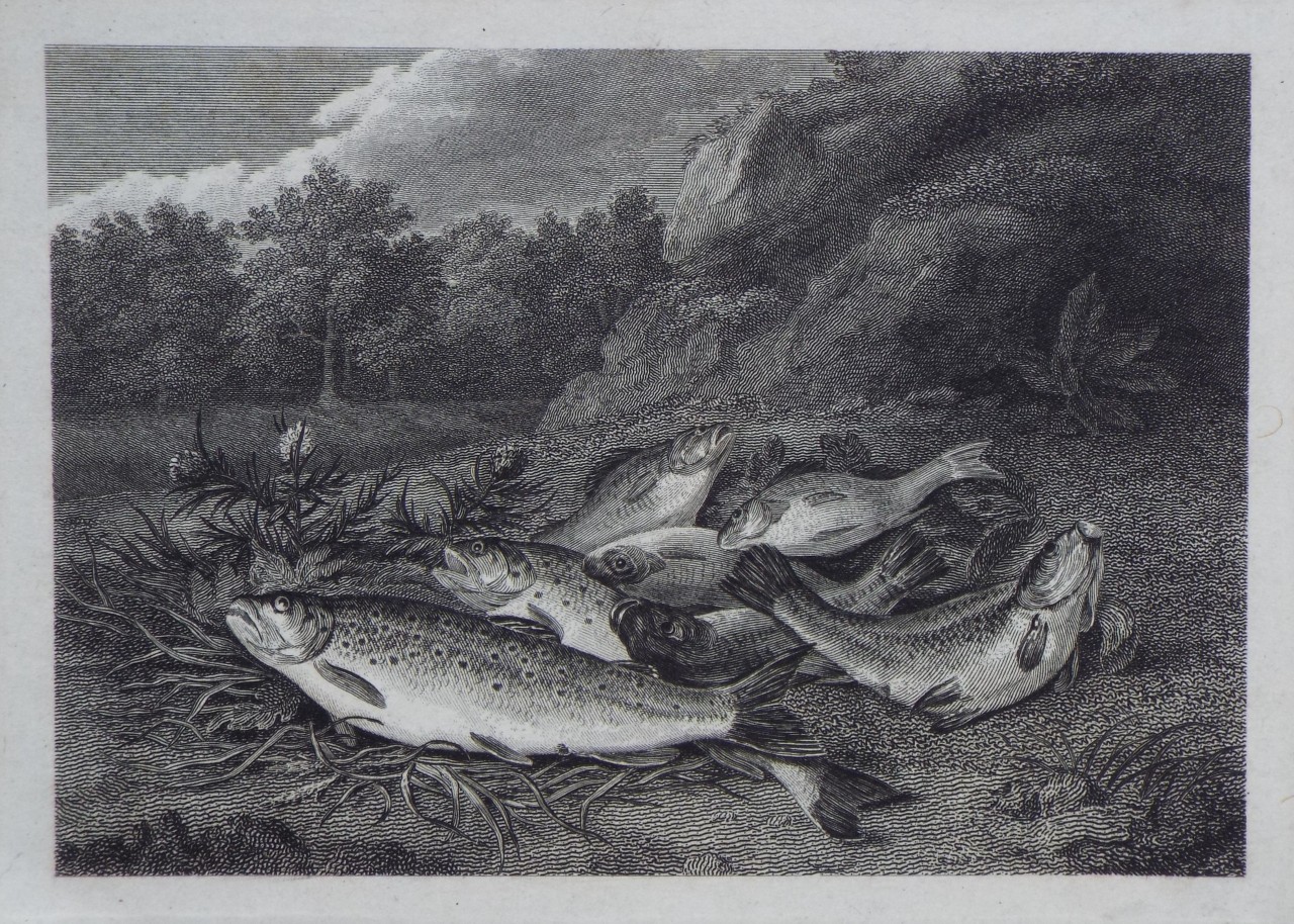 Print - (Angler's catch)