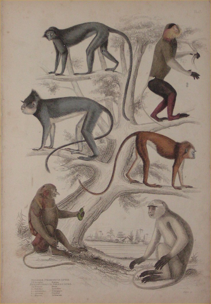 Print - 002C Nasalis, Proboscis Apes. Seminopithecus, Solemn Apes - Milne