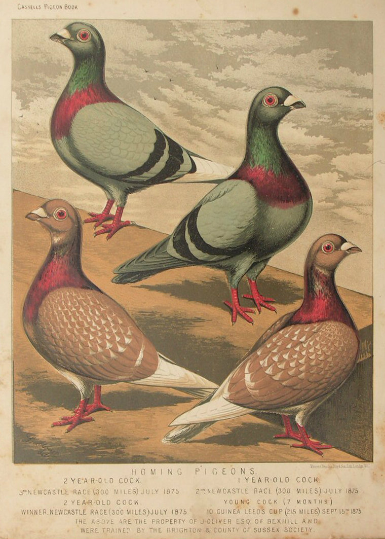Chromolithograph - Homing Pigeons. 2 Year-Old Cock, 1 Year-Old Cock