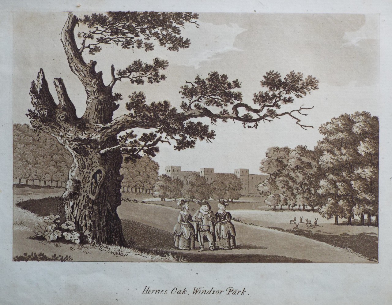 Aquatint - Hernes Oak, Windsor Park. - Ireland