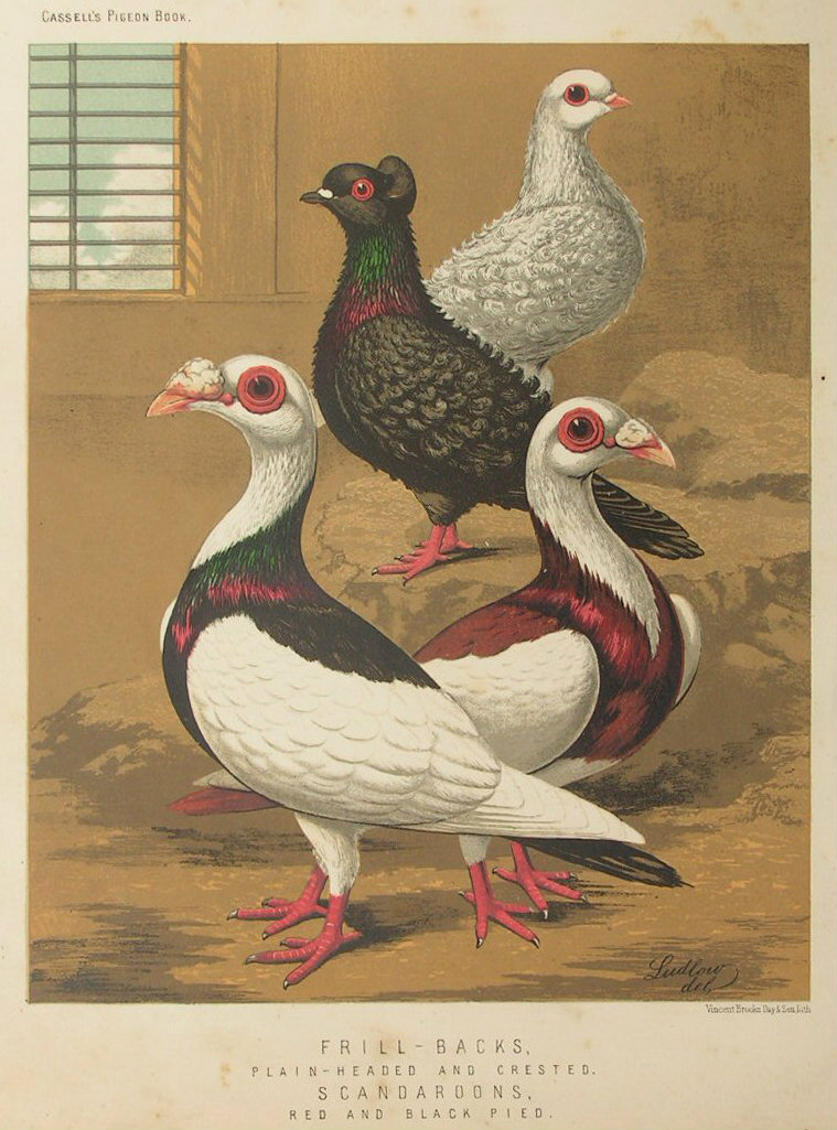 Chromolithograph - Frill-Backs. Plain-Headed and Crested. Scandaroons. Red and Black Pied.