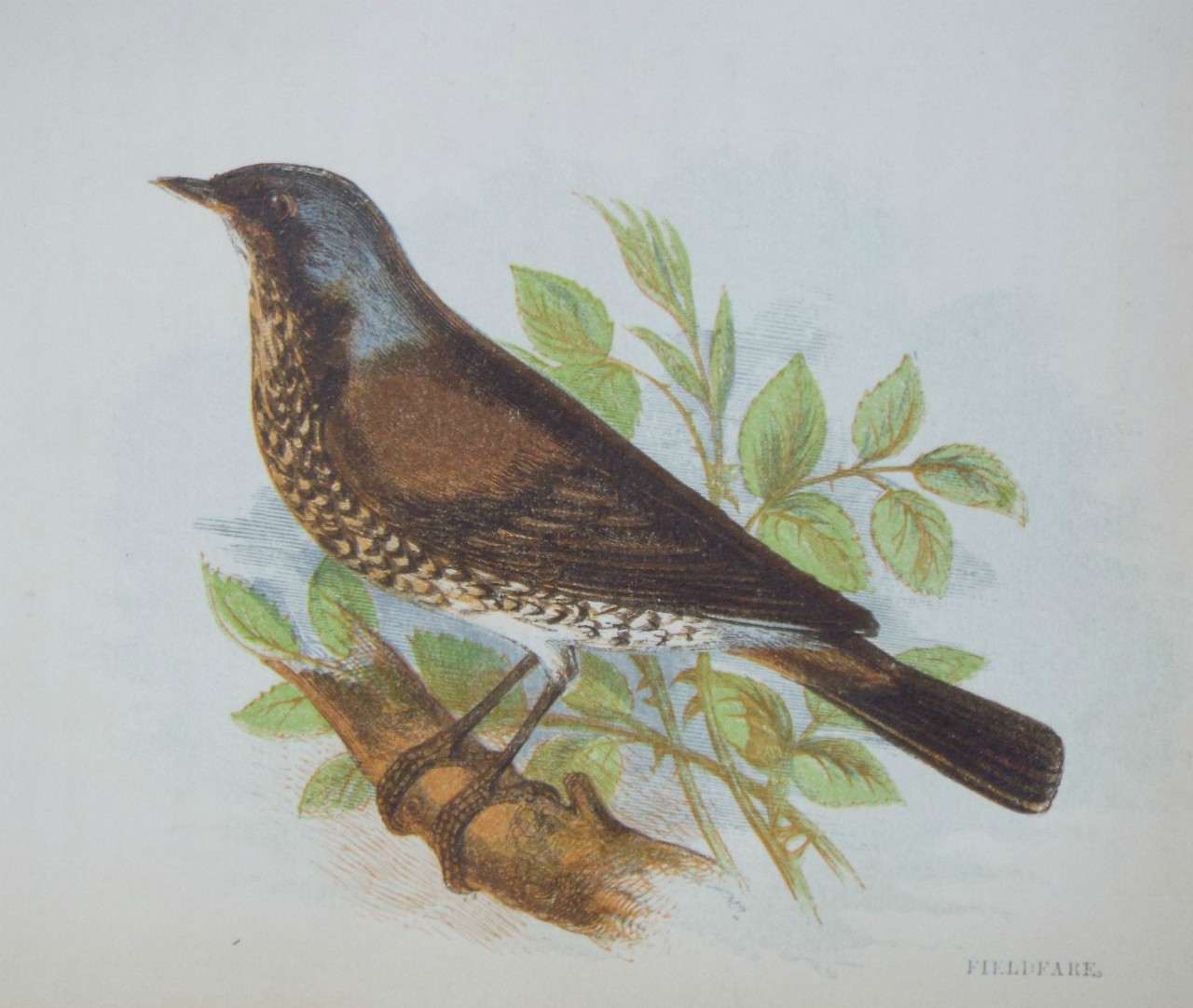 Chromo-lithograph - Fieldfare.