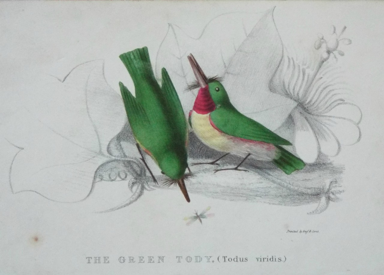 Lithograph - The Green Tody, (Todus viridis.)