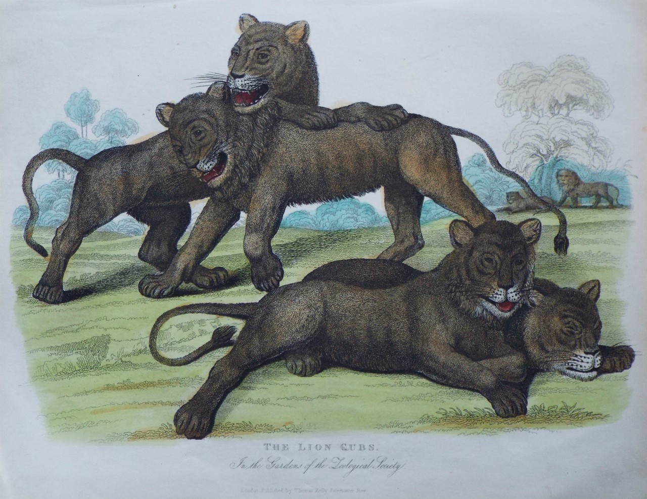 Etching - The Lion Cubs. In the Gardens of the Zoological Society.