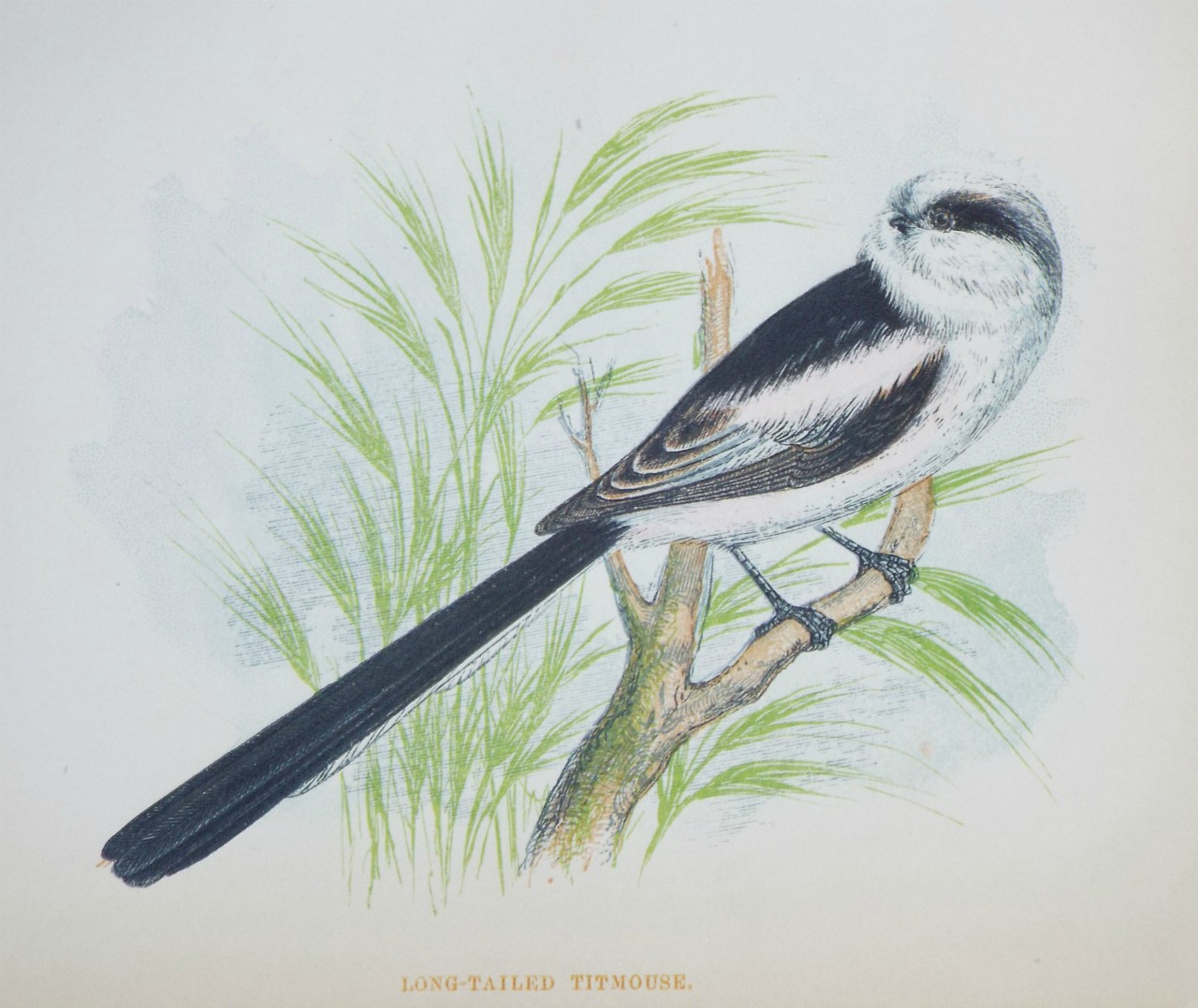 Chromo-lithograph - Long-tailed Titmouse.