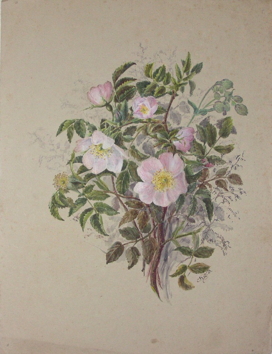 Watercolour - Pink roses