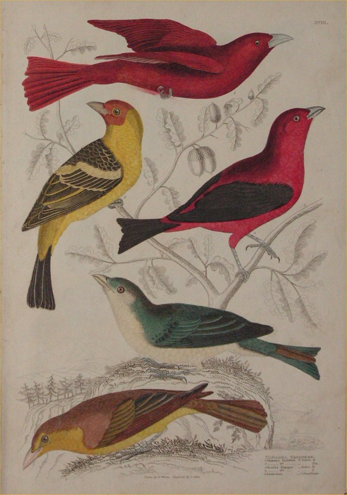 Print - 018 Tanagra, Tanagers - Milne