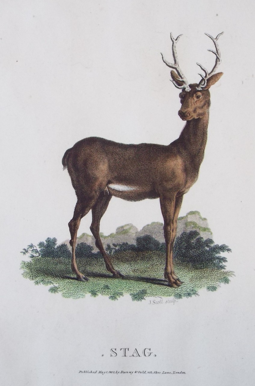 Print - Stag.