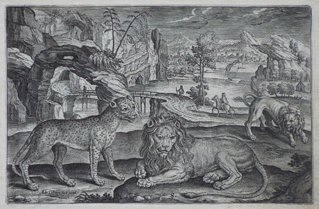 Print - Plate 8: A leopard and two lions - Collaert
