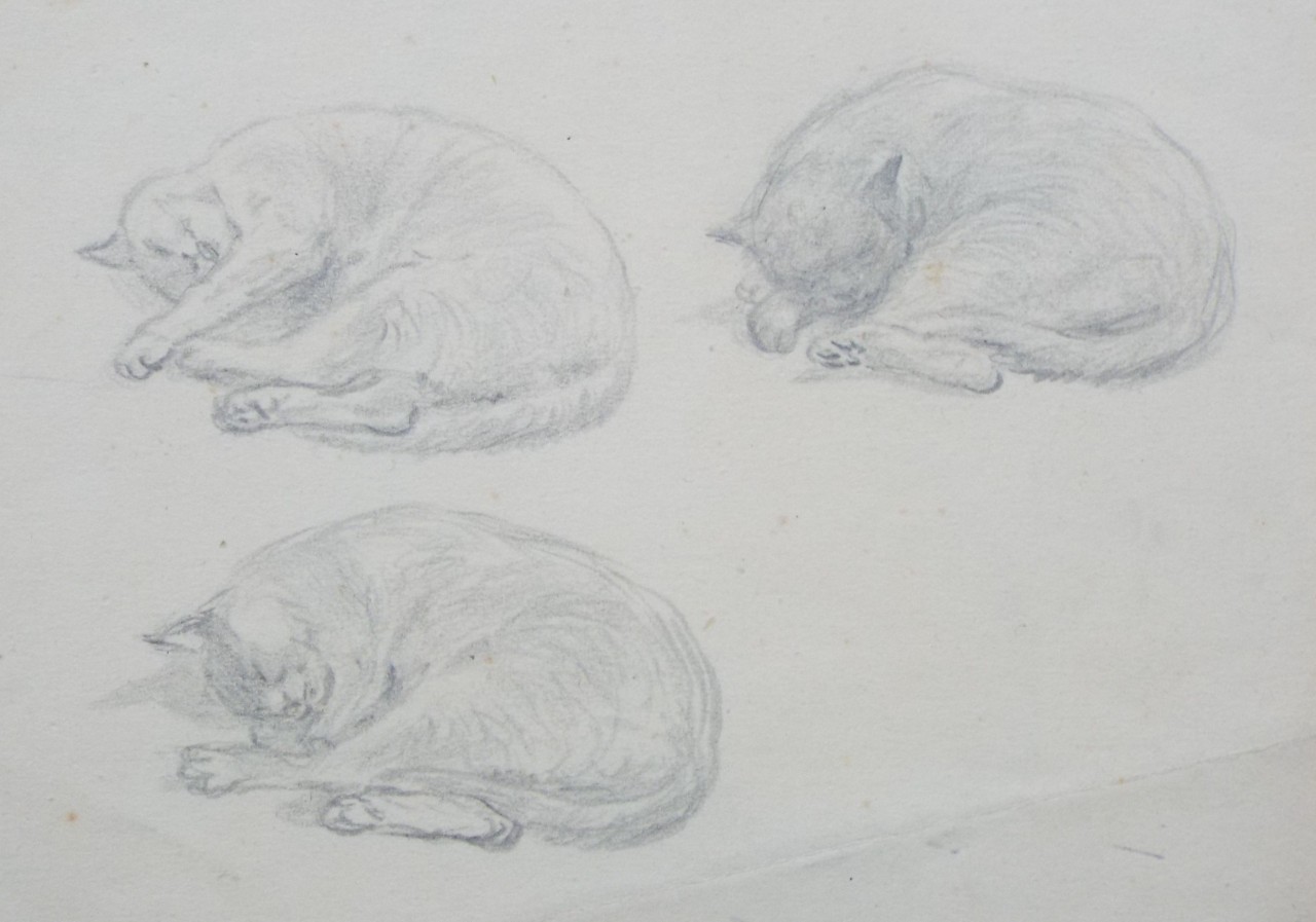 Pencil drawing - Three sketches of sleeping cats