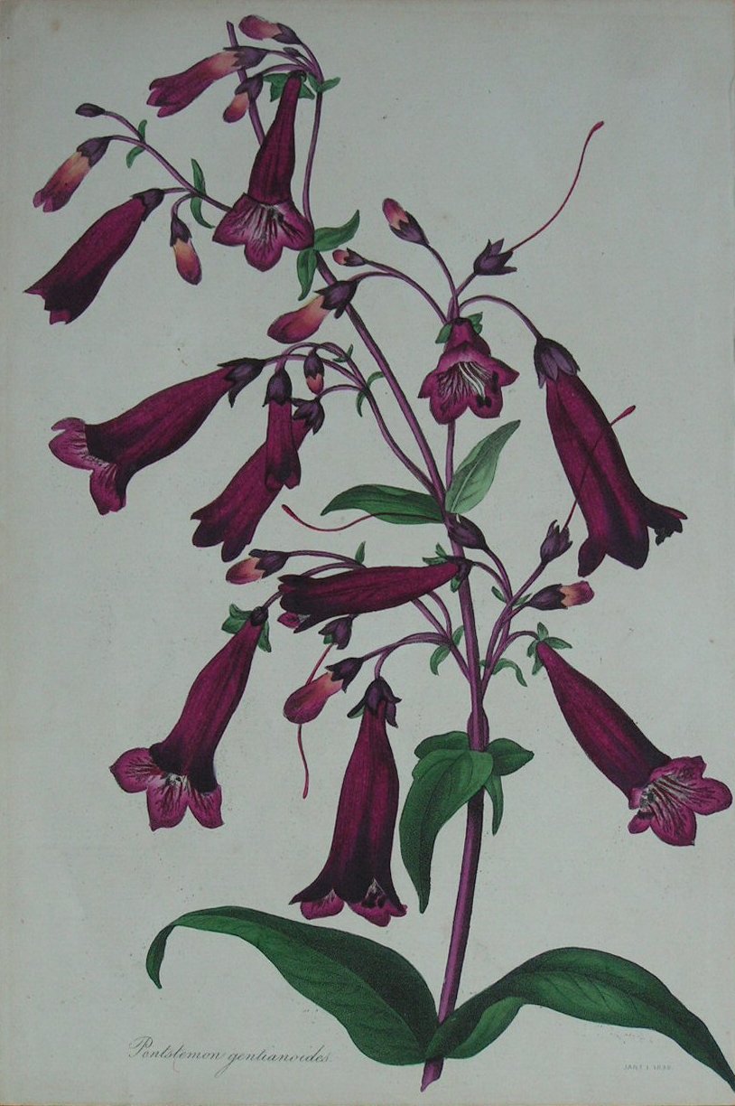 Lithograph - Penstemon Genianoides