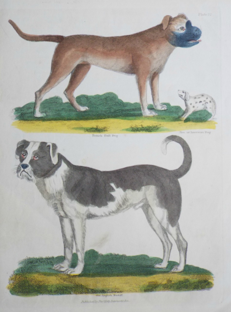 Print - British Bull Dog. Old English Mastiff.