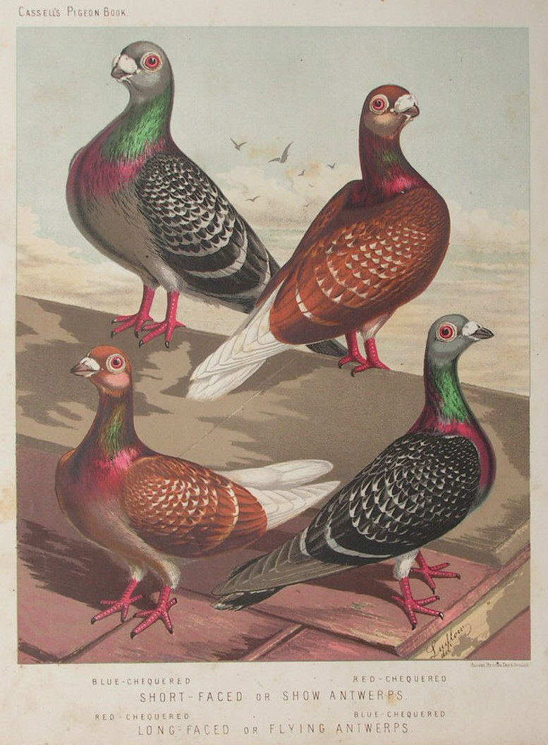 Chromolithograph - Short-Faced or Show Antwerps. Blue-Chequered, Red-Chequered. Long-Faced or Flying Antwerps. Red-Chequered, Blue-Chequered.