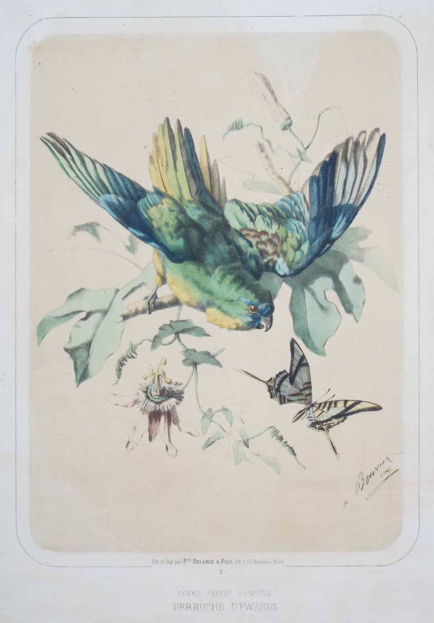 Lithograph - Female Parrot D'Ewards. Perruche d'Ewards.