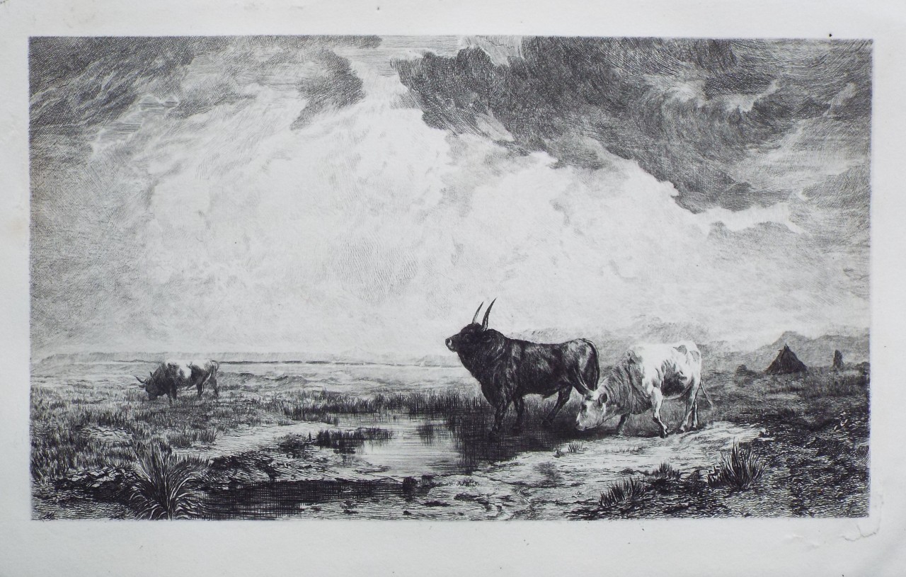 Etching - Bulls in the Roman Campagna - Masse