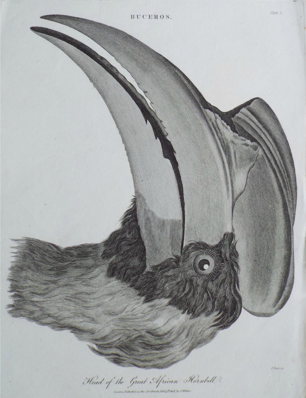 Print - Buceros. Head of the Great African Hornbill. - Pass