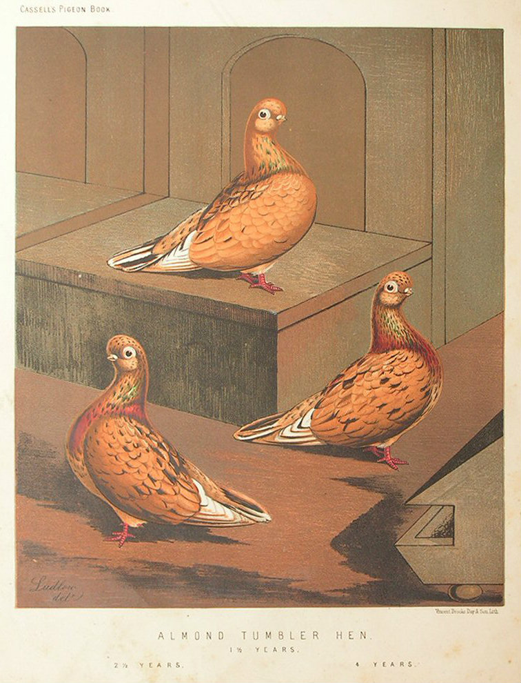 Chromolithograph - Almond Tumbler Hen. I 1/2 Years, 2 1/2 Years, 4 Years