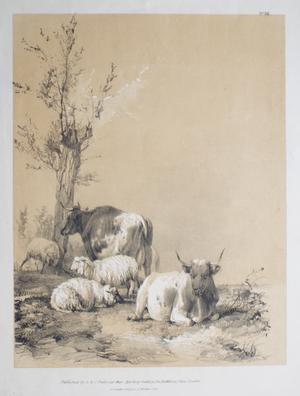 Lithograph - No. 30 (Two cows and three sheep) - Cooper