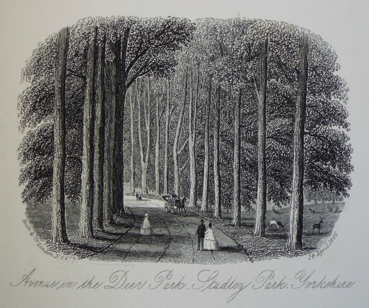 Steel Vignette - Avenue in the Deer Park, Studley Park, Yorkshire. - Rock