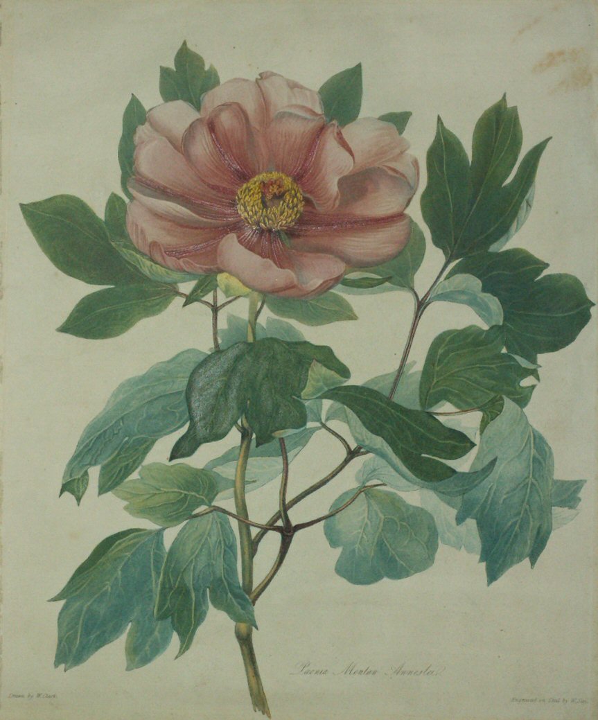 Print - Paeonia Moutan Annesliae - Sayer