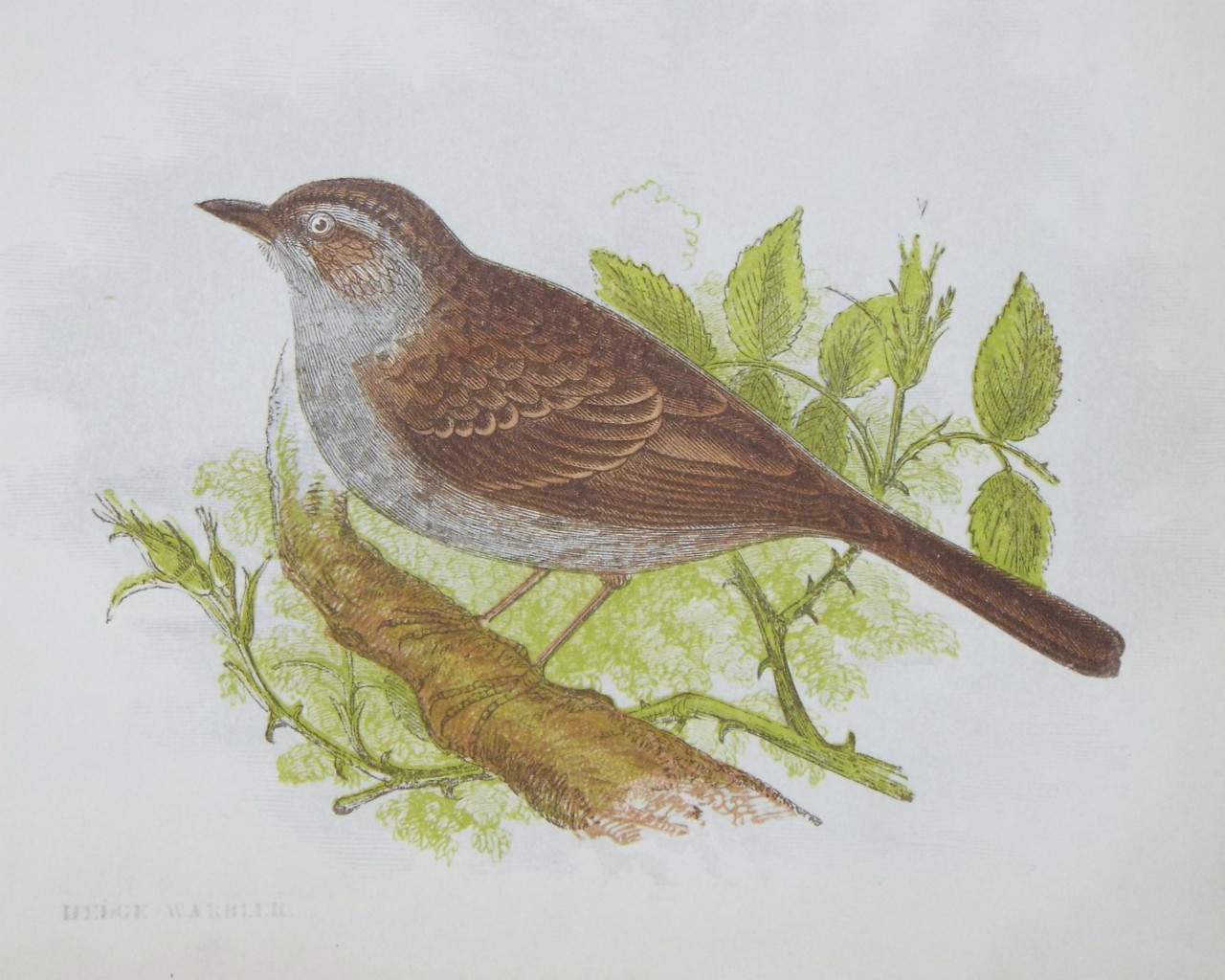 Chromo-lithograph - Hedge Warbler.