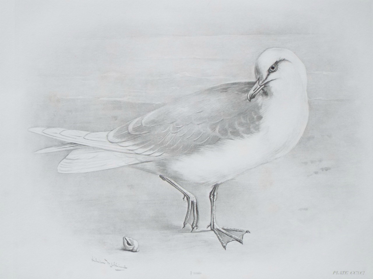 Gravure - Herring gull?