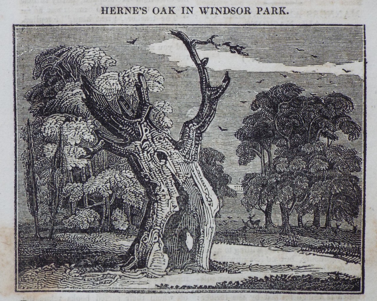 Wood - Herne's Oak in Windsor Park.