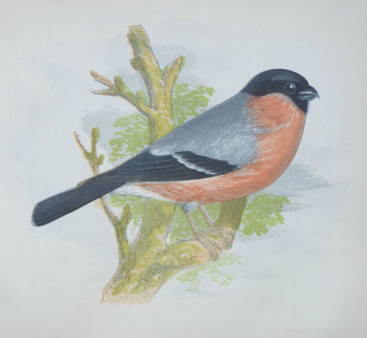 Chromo-lithograph - Bullfinch.