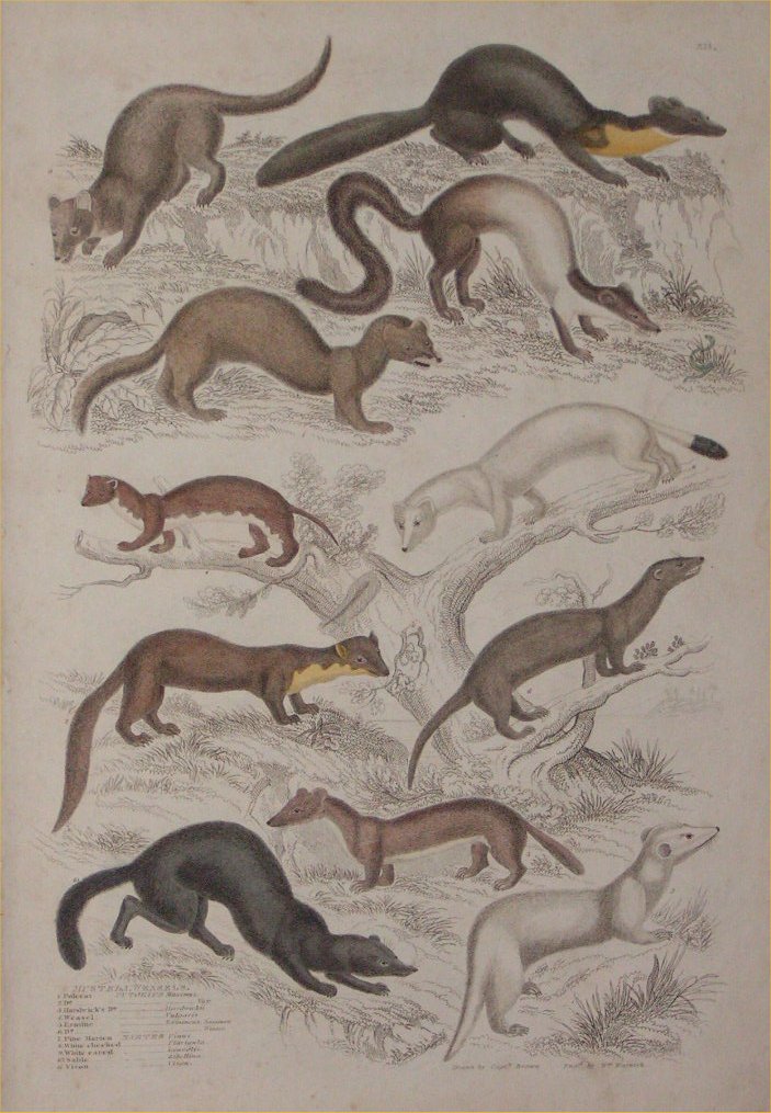 Print - 012 Mustela, Weasels - Milne