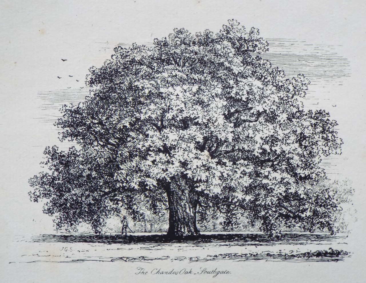 Etching - The Chandos Oak, Southgate. - Strutt