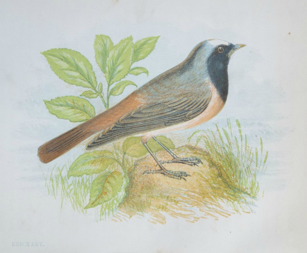 Chromo-lithograph - Redstart.