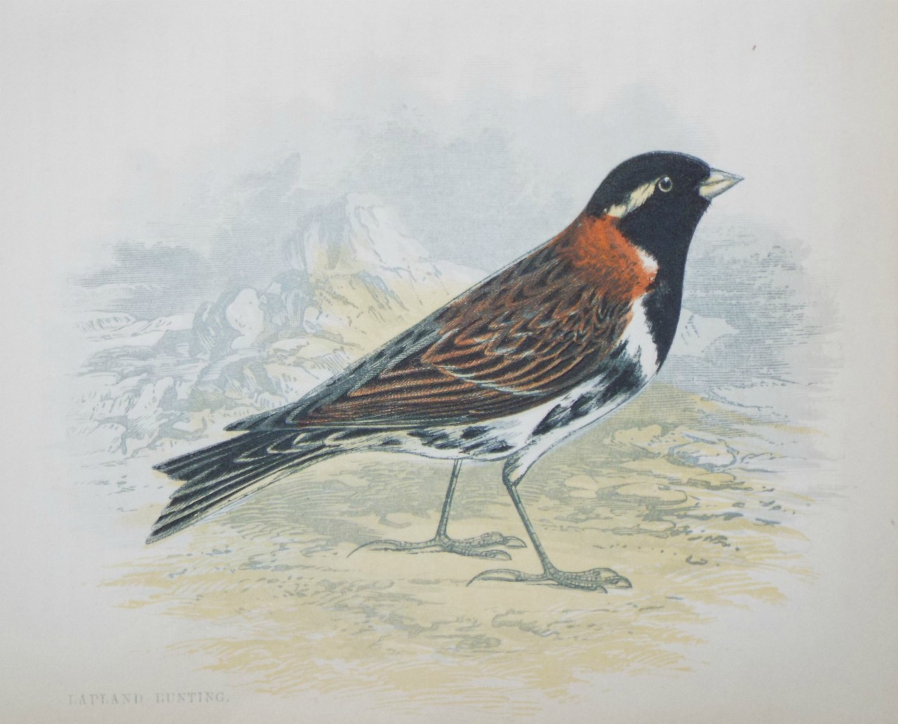 Chromo-lithograph - Lapland Bunting.