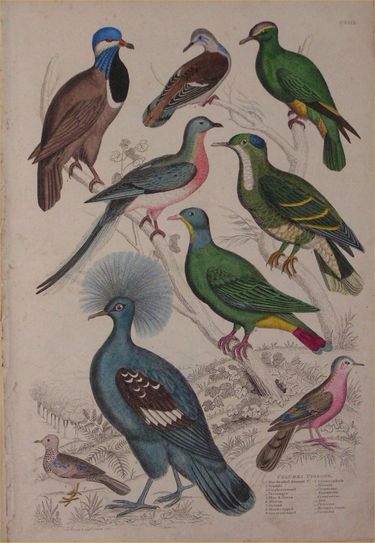 Print - 129 Columba, Pigeons - Milne